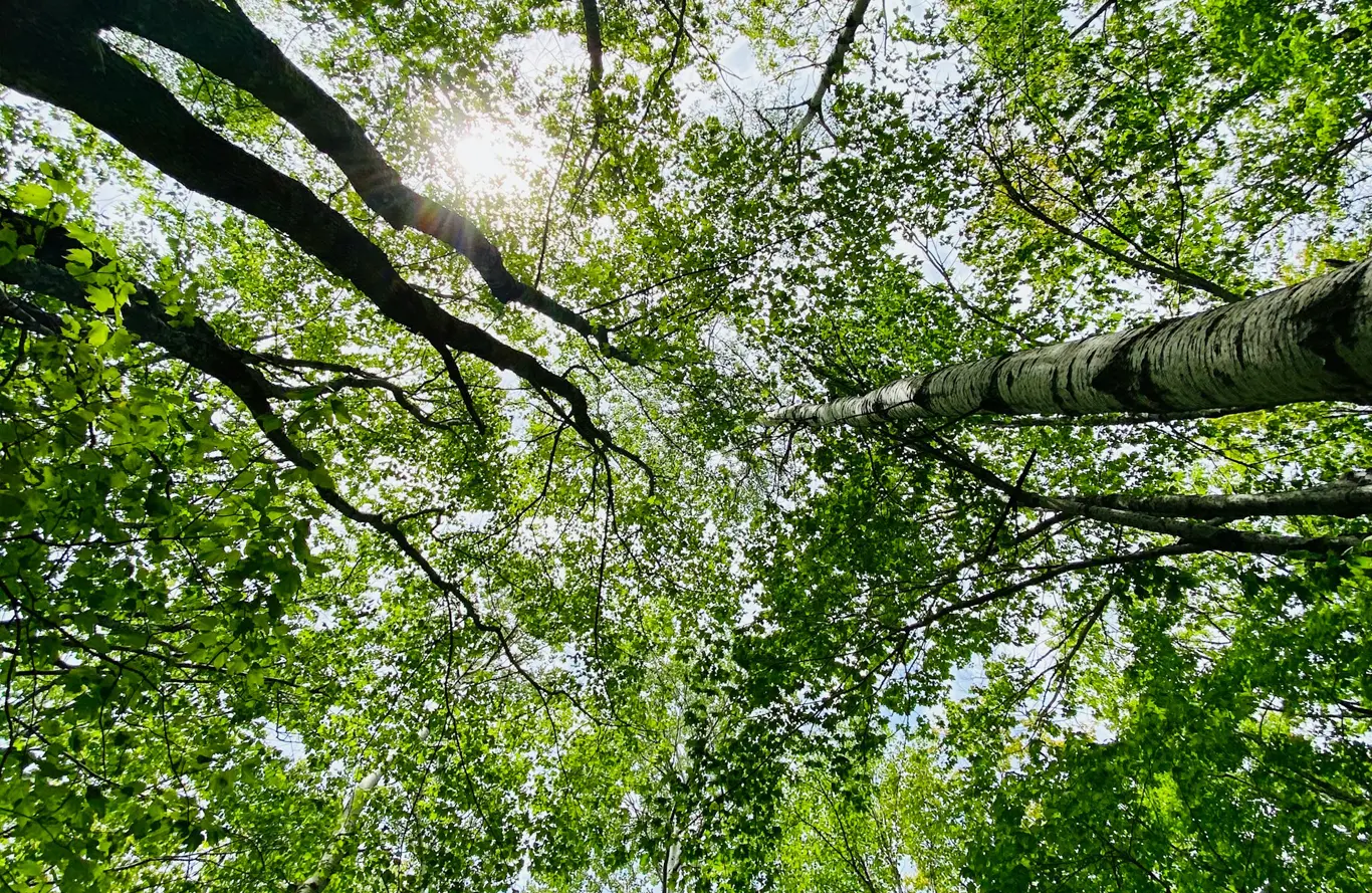 Carbon Neutral Web Hosting – Sustainable Hosting for Businesses